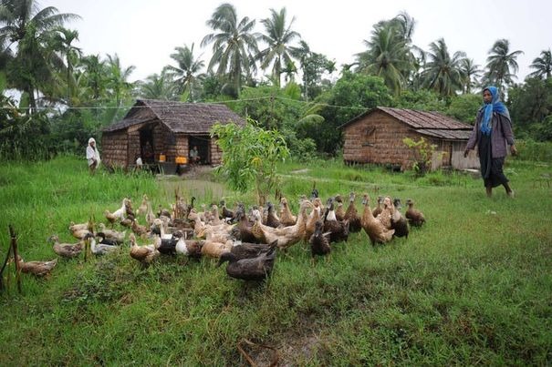 Le microcrédit, un espoir de réduire la pauvreté dans les campagnes birmanes 37397010