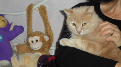 Doudou, un joli chat tranquille né en 2005 28772410