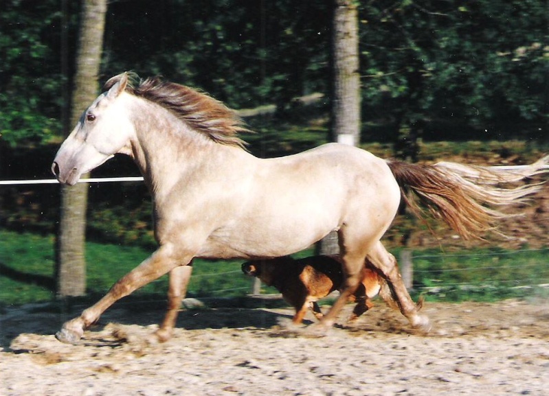 Concours : "cheval au galop" GAGNANTE : TItâne - Page 2 02410