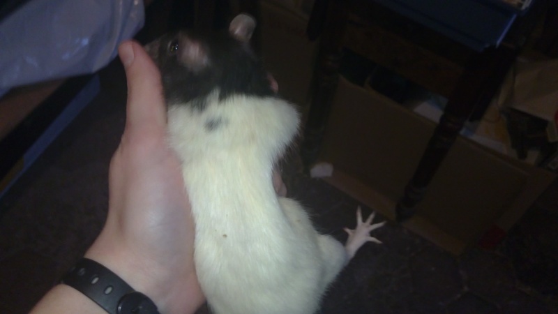3 rats mâles (03, 18, 58 +) -- Adoptant ou FA 01112032