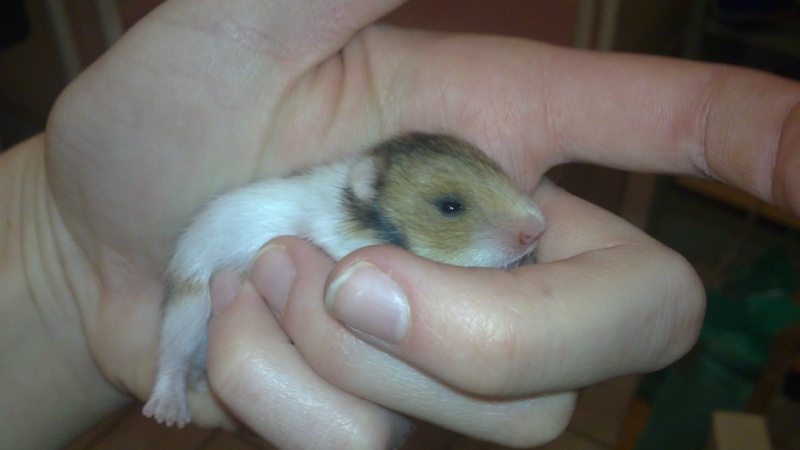 Urgent recherche FA pour un petit hamster a récupéré le 26 a héricourt 12122010