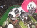 HELP sauvetage 15 jeunes rats/rates en bourgogne  50806110