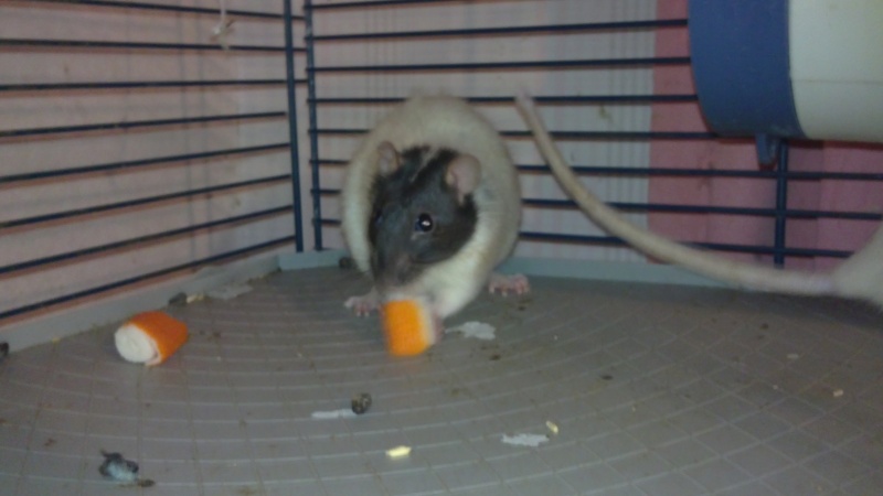 une dizaine de rats cherchent adoptant ou FA - Page 2 Mary_610