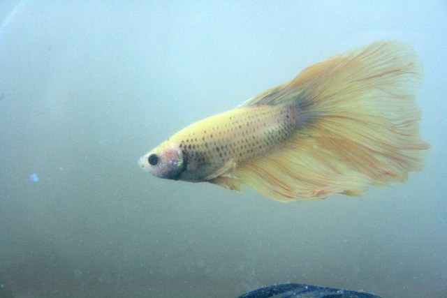 Mes anciens bettas Img_5512