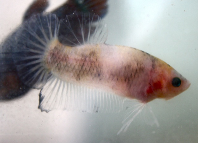 Mes anciens bettas Img_5515