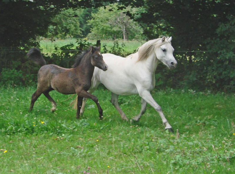 Vends poulinière Welsh A  Dsc00093