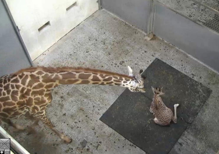 Giraffe Cam - Page 7 Autumn10