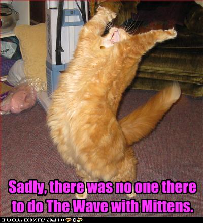 Funny Animal Photos - Page 7 Cat-do10
