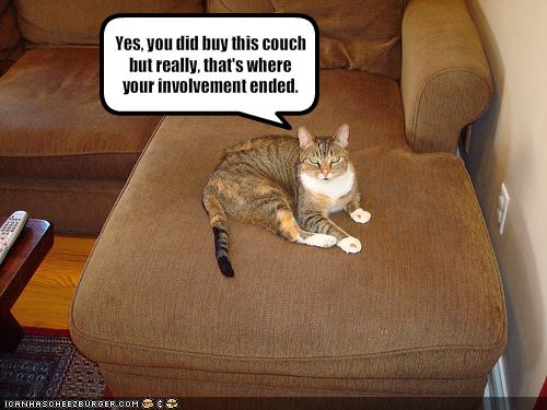 Funny Animal Photos - Page 10 Cat14