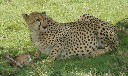 Big Cat Habitat - Daily Click - Page 34 Cheeta28