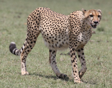 Big Cat Habitat - Daily Click Cheeta36