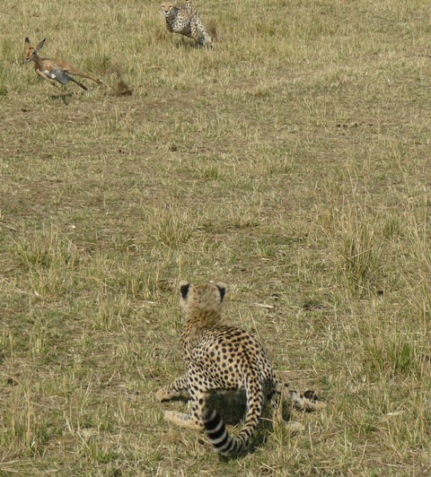 Big Cat Habitat - Daily Click Cheeta37