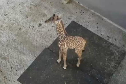 Giraffe Cam - Page 7 Kiko11