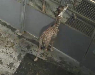 Giraffe Cam - Page 9 Kiko13