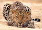 Big Cat Habitat - Daily Click - Page 10 Leopar12