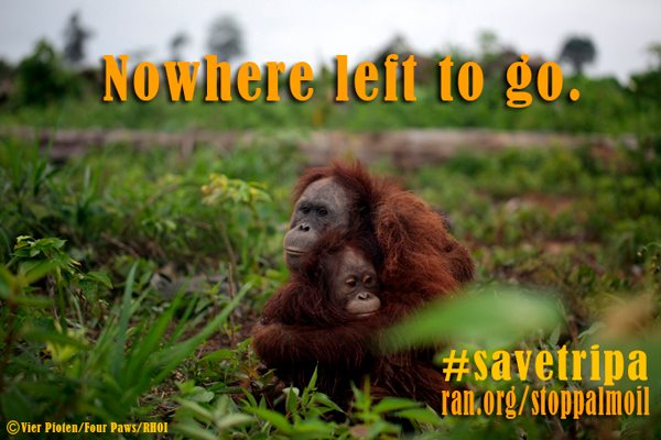 Orangutans in Indonesia's Aceh forest may die out in weeks Orans10