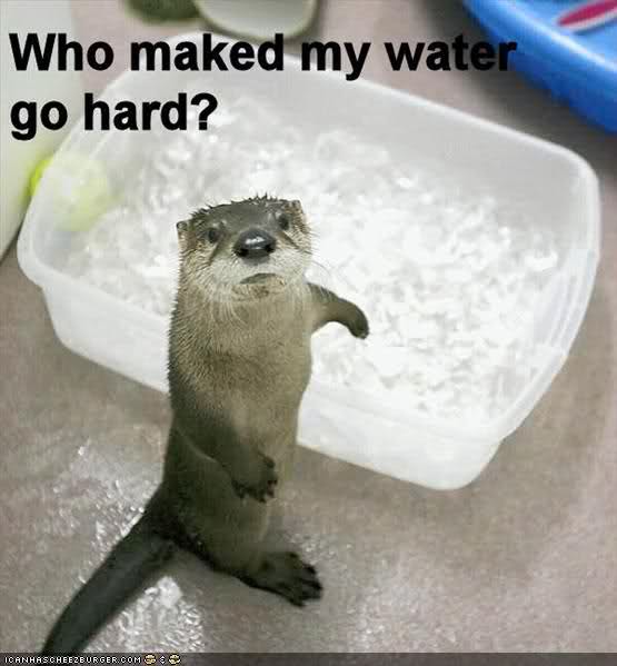 Funny Animal Photos - Page 10 Otter10