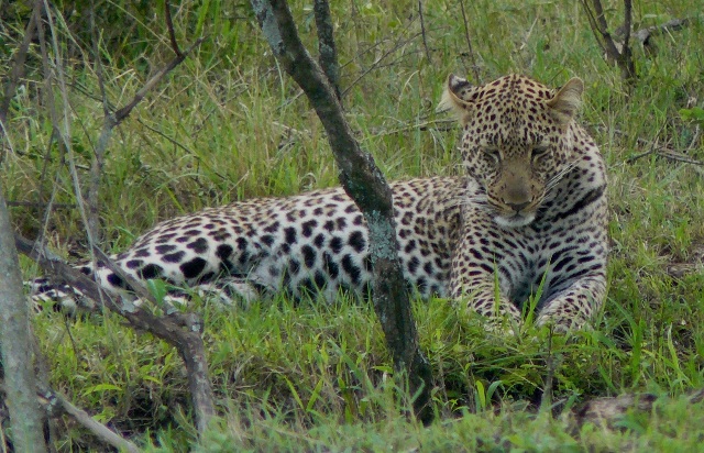 Leopard - Masai Mara (Doogs) Pacha_12