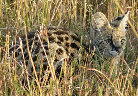 Big Cat Habitat - Daily Click - Page 2 Serval10