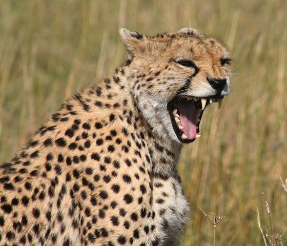 Yawning Big Cats ! Shakir10