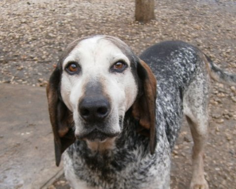 SCOTTY, bleu de gascogne, 6 ans - depuis l'âge d'un an au refuge - Refuge  de Romans  (26) Scotty12