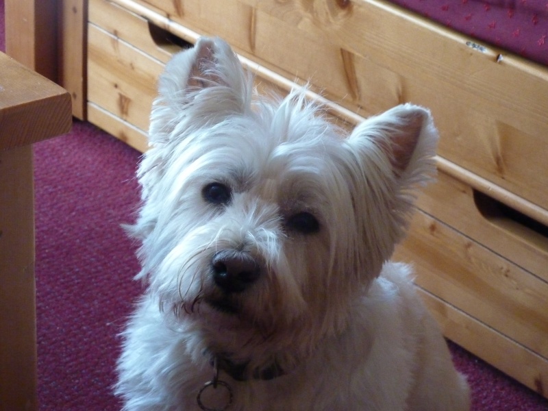 CHESTER - Page 2 29410