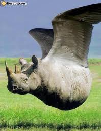 LE BON COIN Rhino10
