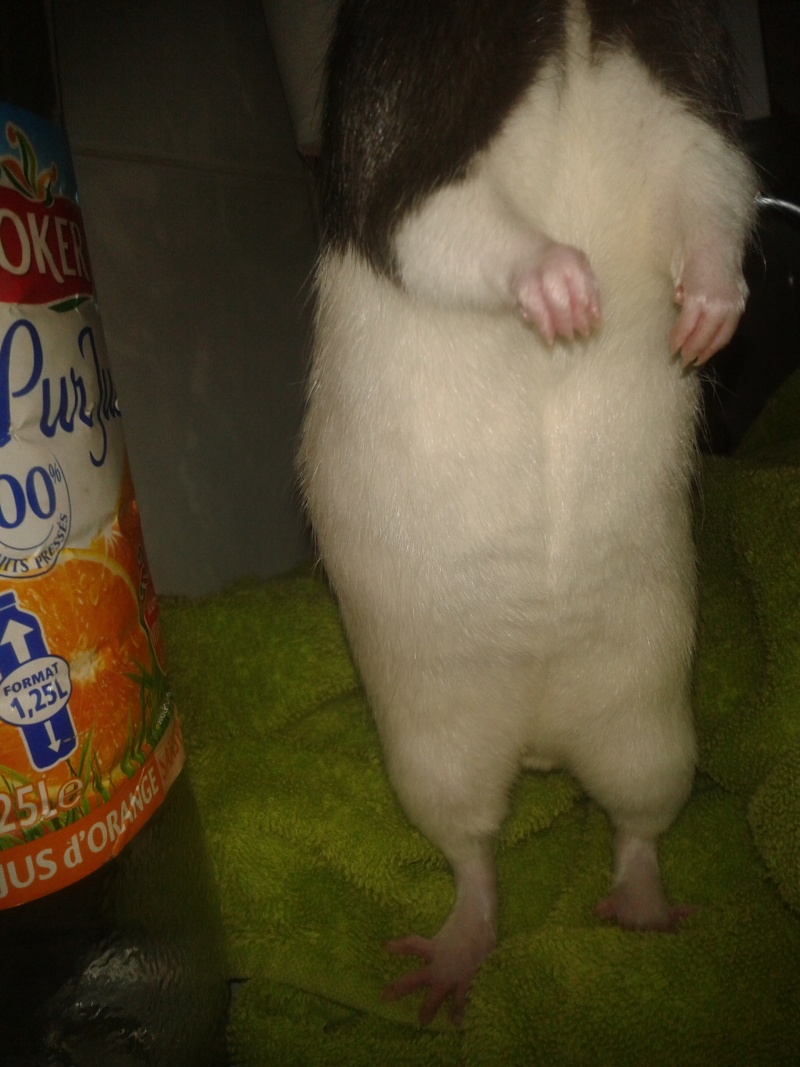 Assez urgent, adorable rat mâle cherche une famille, environ 8 mois 2012-011