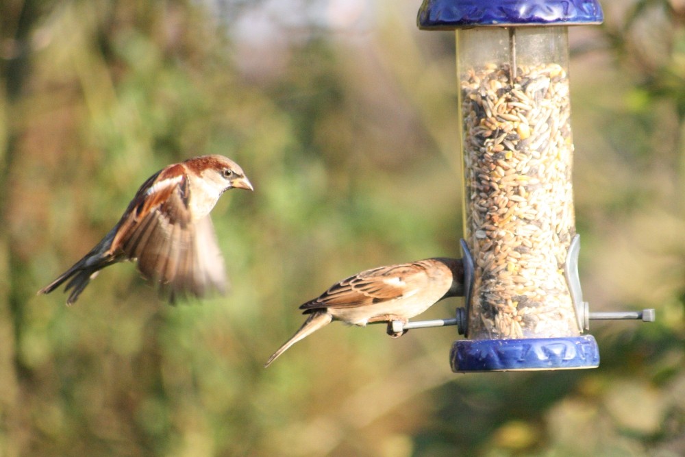 Our Feeding Stations :):) - Page 23 Seedpo13