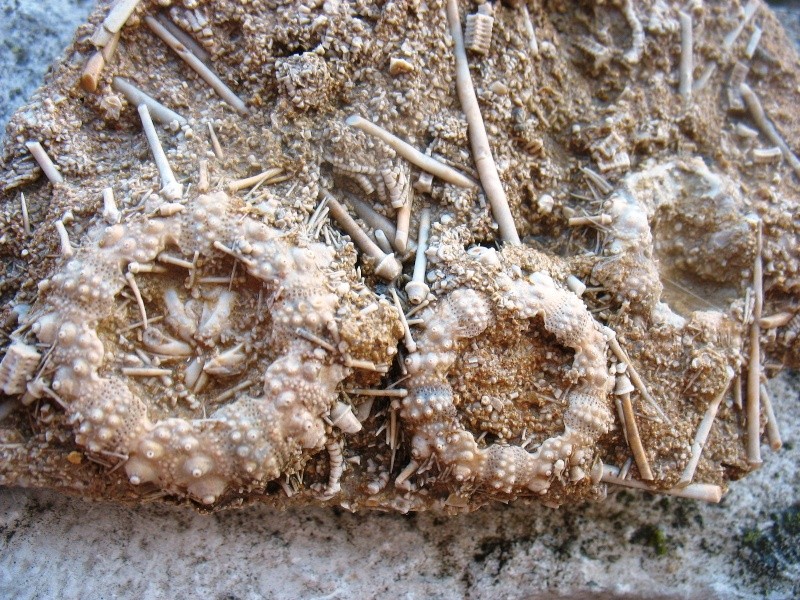 Echinoidea - † Oursins sp. - Bajocien (?) de Landaville (Vosges)  Landav14