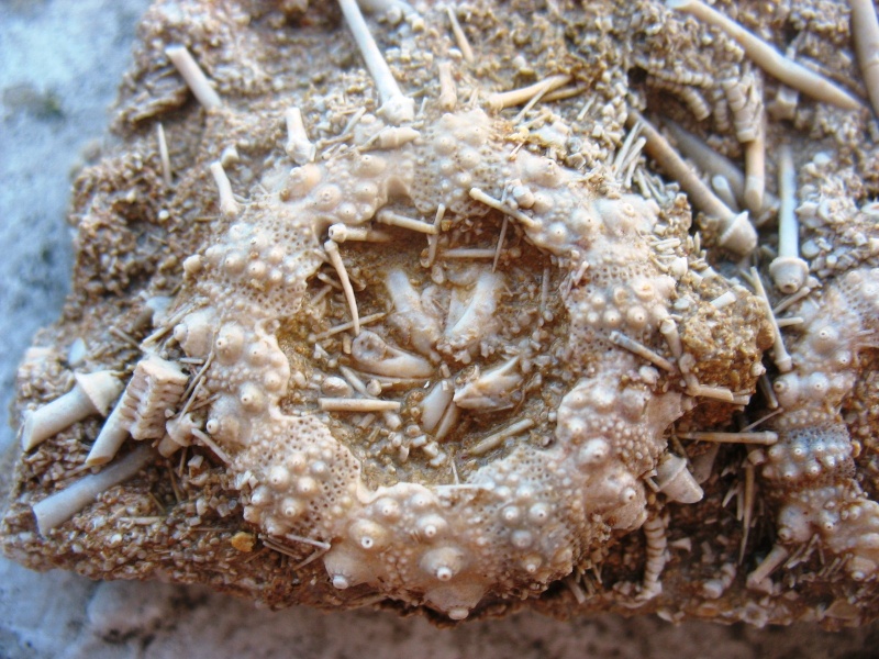 Echinoidea - † Oursins sp. - Bajocien (?) de Landaville (Vosges)  Landav16