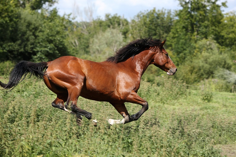 concours de janvier : "cheval en l'air" Aurali12