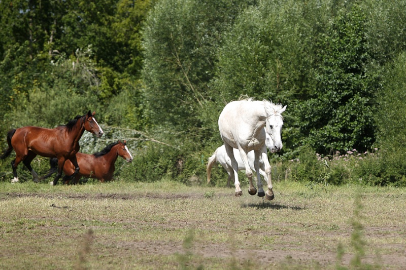 concours de janvier : "cheval en l'air" Aurali14