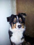 Une petite chienne berger australien volée dans le 37 le 24 avril 2012 52871810