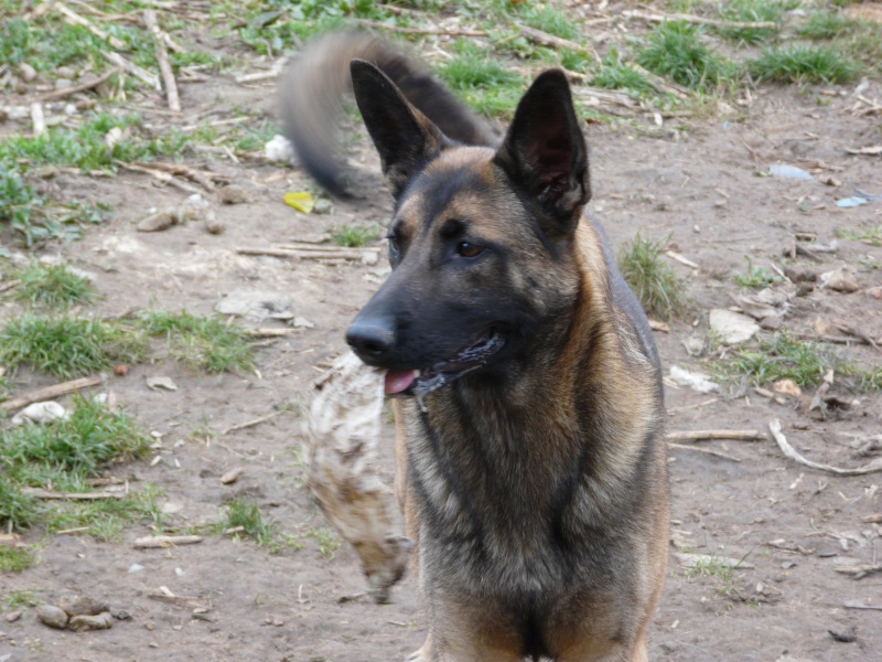 News de EDEN, femelle malinoise de 1,5 an 910