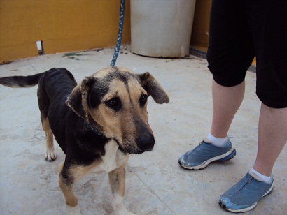 BETTY, femelle croisée basset/berger née en 2009 Betty110