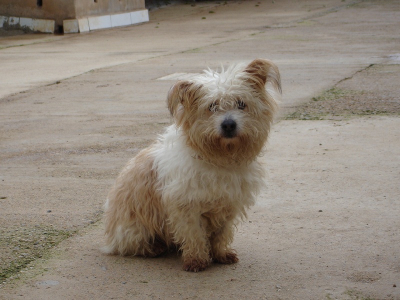 CURRO, mâle croisé shi tzu de 4 ans Curro510