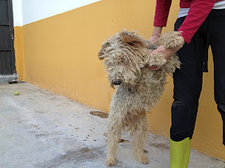 Urgent - TOY - x fox terrier 8 ans - Alerte Sos - Ceuta (Espagne) Jouet210