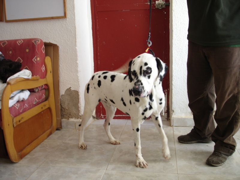 PONGO (REX), mâle dalmatien né le 01/01/2005 - grande taille Rex210