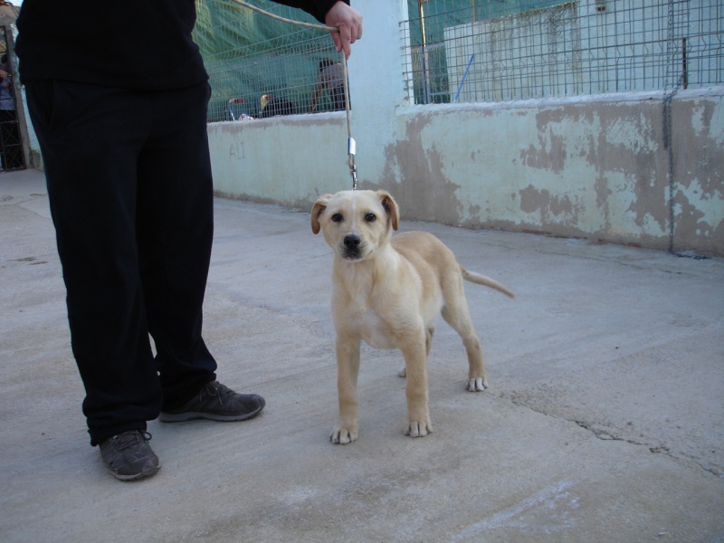 YAGO, mâle croisé labrador né le 01/11/2011 - grande taille adulte Yago110