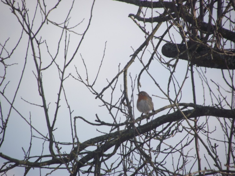 oiseaux de ma campagne 2010_117