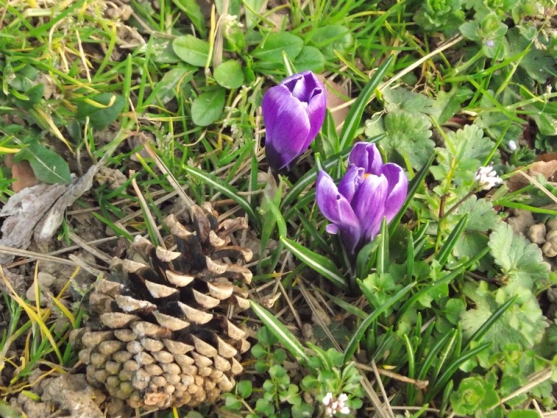 quelques crocus Dscf0410