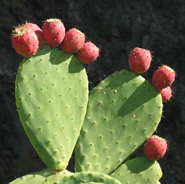 plantes - Photos des plantes pour nourrir nos tortues ainsi que les noms  Cactus10