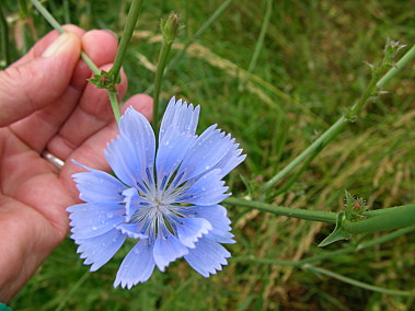 plantes - Photos des plantes pour nourrir nos tortues ainsi que les noms  Cichor10