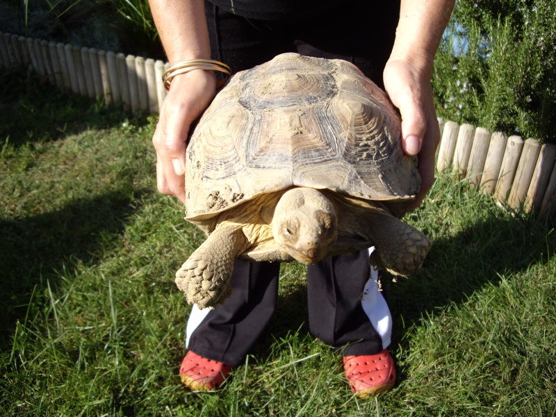 Tortue sulcata, Ma puce ! Imgp6842