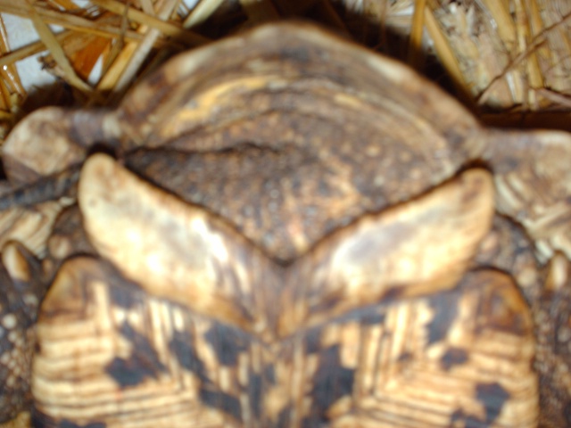 ma nouvelle tortue Male_p12