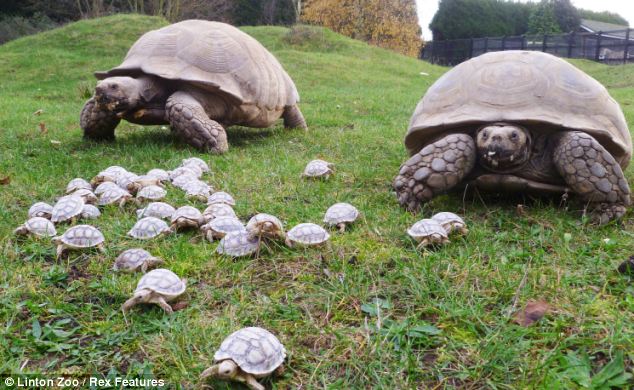 sulcata adulte avec ces bébés  Tortue14