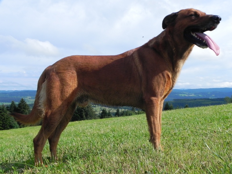 Fox Male croisé malinois/berger allemand 3mois Dscn0913