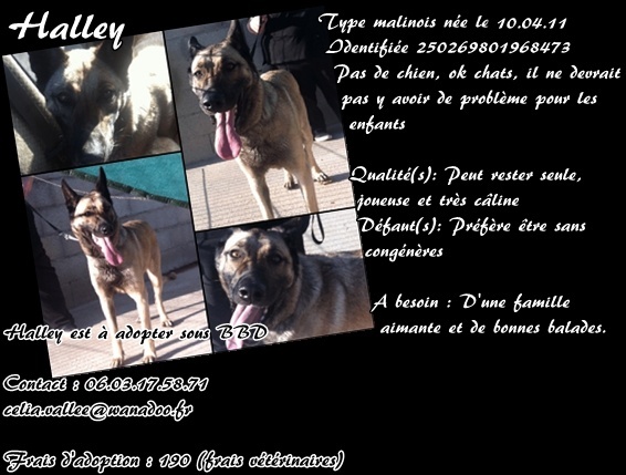 Halley X berger belge 1 an sous BBD Halley11