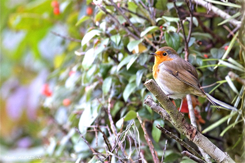 oiseaux du jardin Img_2013